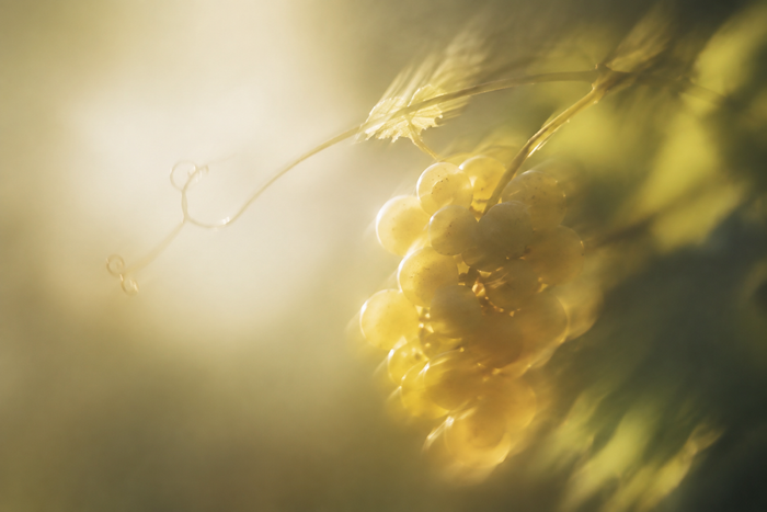 Pinot Gris