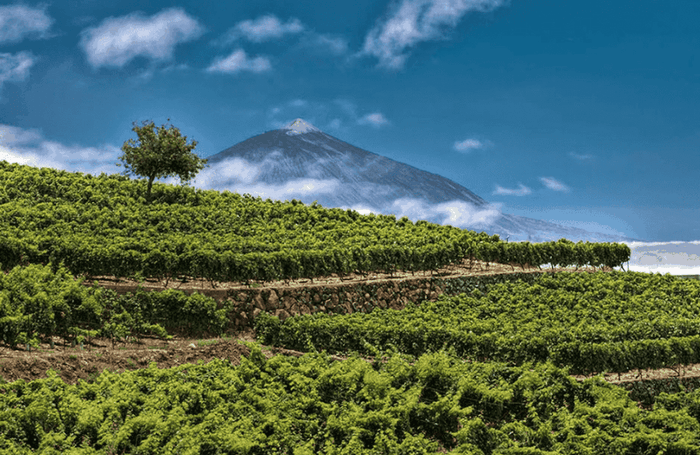 Eilandwijnen part 4: Tenerife