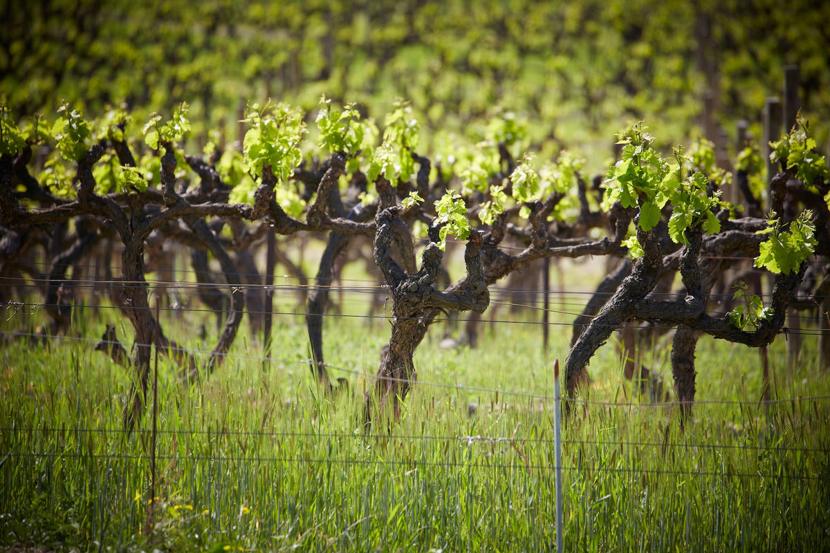VERSCHILLENDE TERROIRS