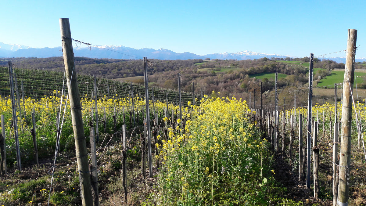 PETIT MANSENG