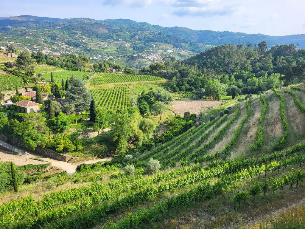 DOURO & MINHO
