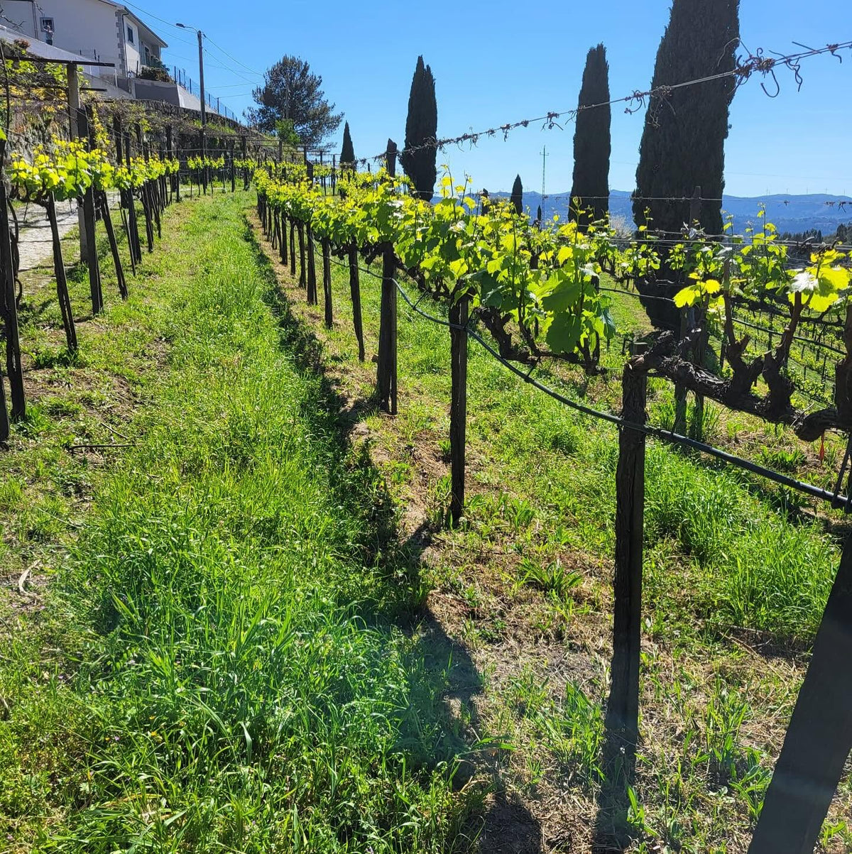 BIODYNAMISCHE VISIE
