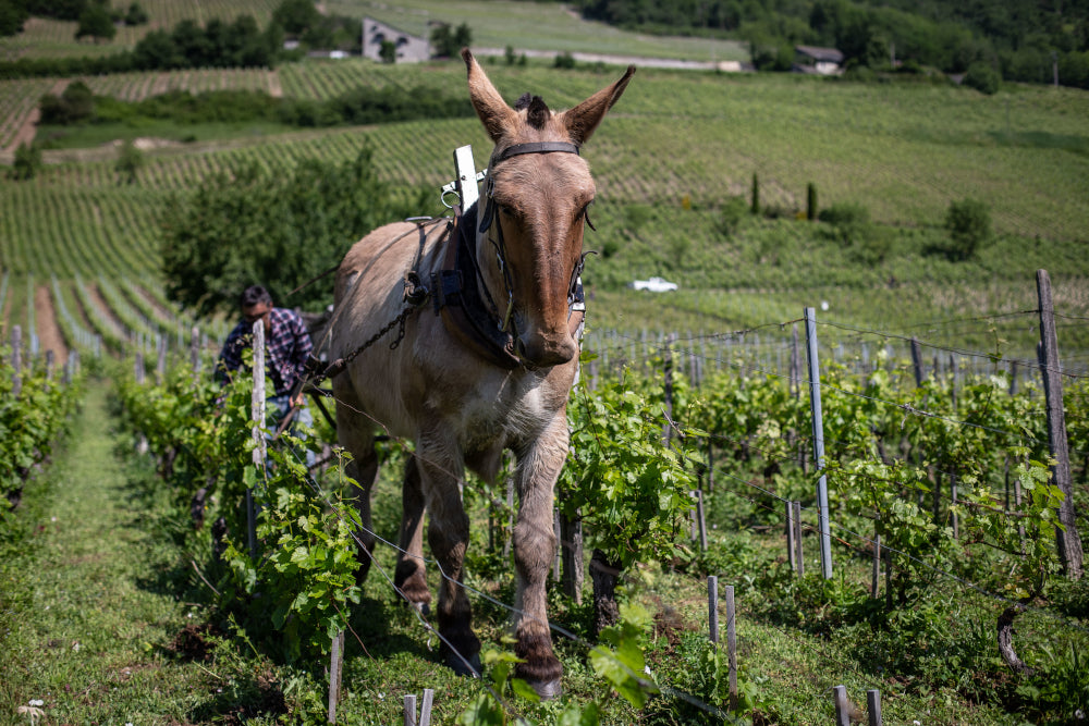 BIODYNAMIE