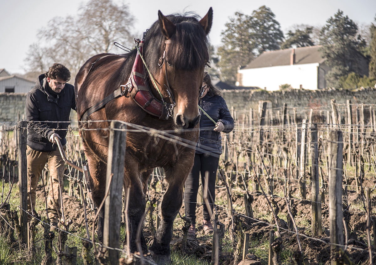 TUSSEN WIJNGAARDEN EN PAARDEN