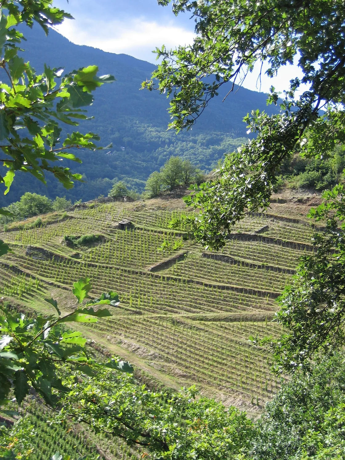 ALPEN TERROIR