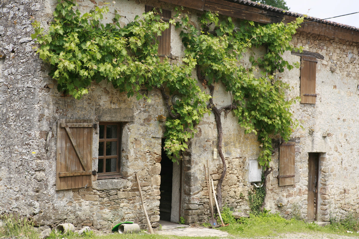 MELON DE BOURGOGNE