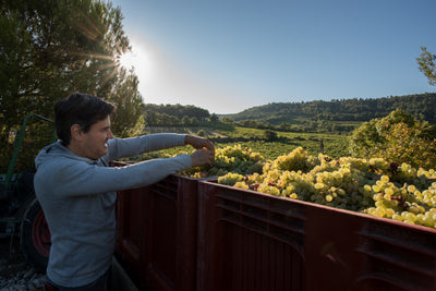 Domaine Roche Audran