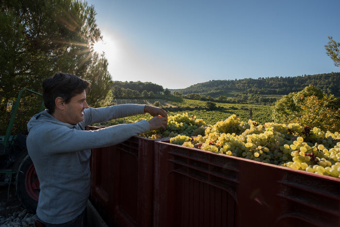 Domaine Roche Audran