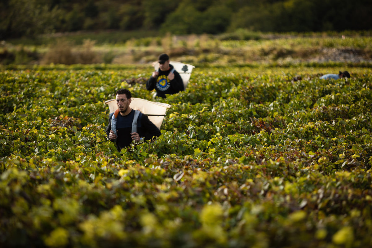 DERTIG HECTARE AAN TERROIRS