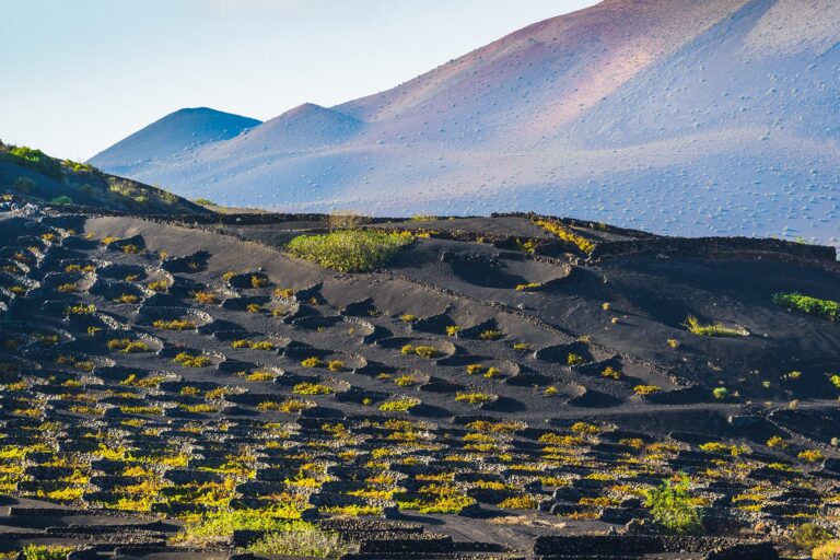 Eilandwijnen part 4: Tenerife