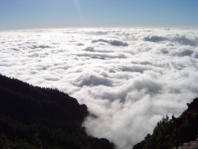 Eilandwijnen part 4: Tenerife