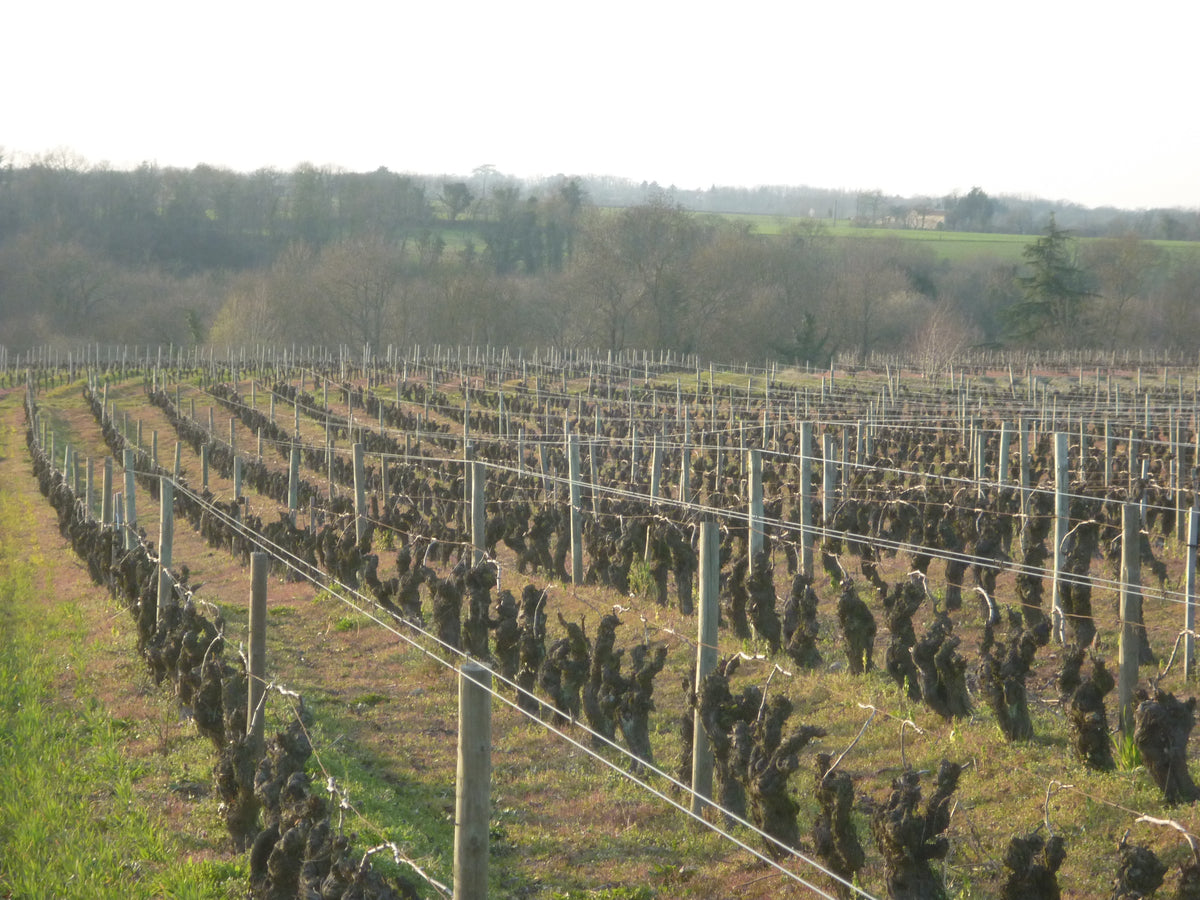 BIODYNAMISCHE VISIE