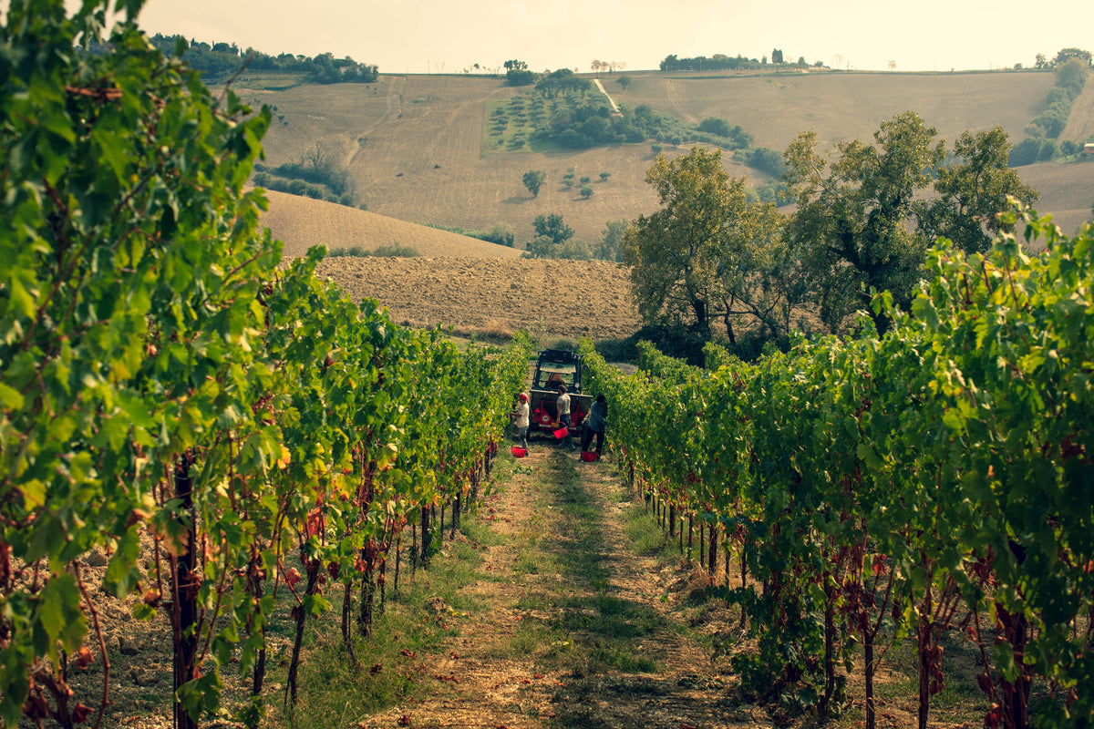 VERDICCHIO & LACRIMA