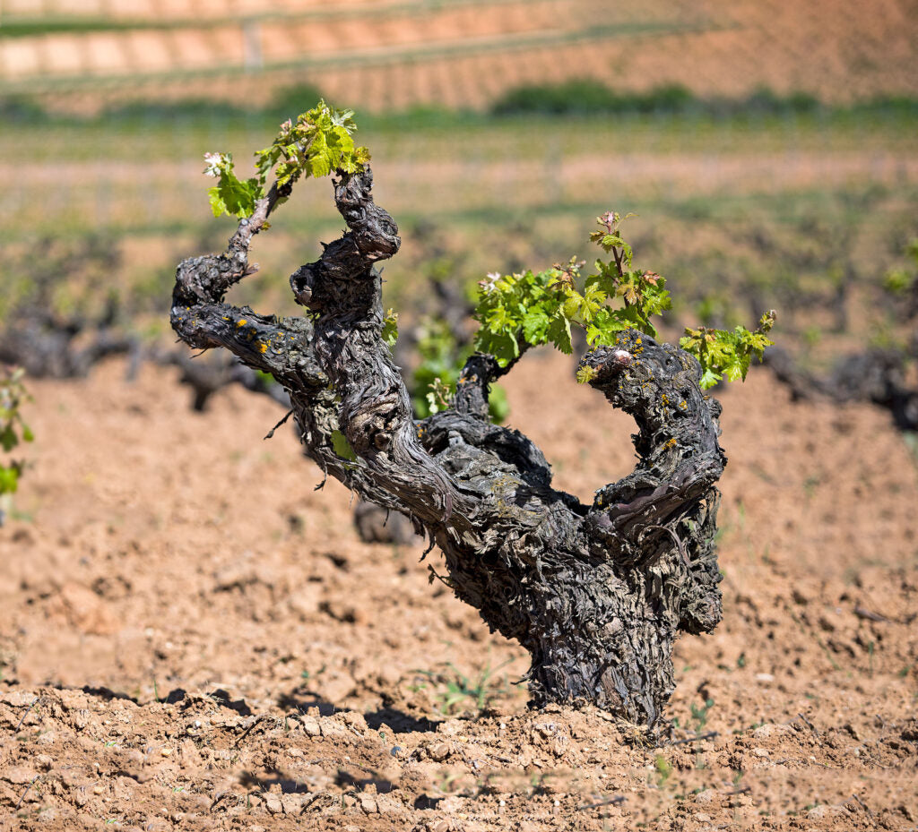 PURE EXPRESSIE VAN RIBERA DEL DUERO