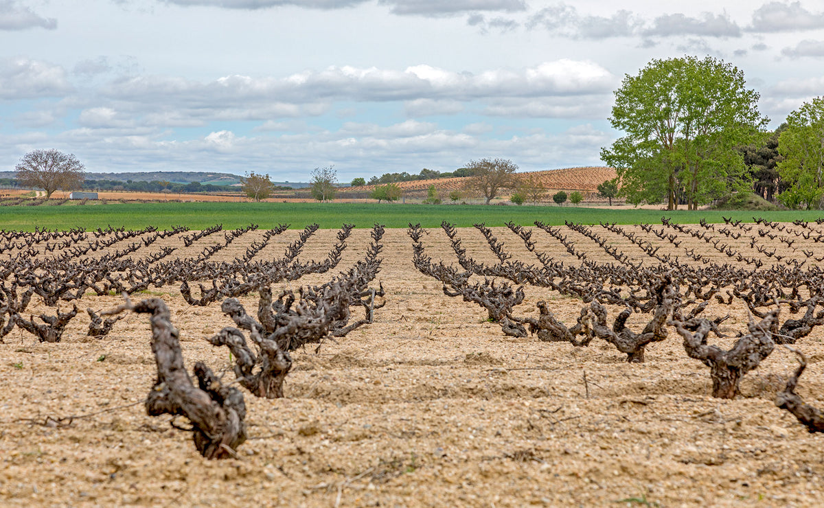 TINTO FINO OP SCHRALE BODEMS