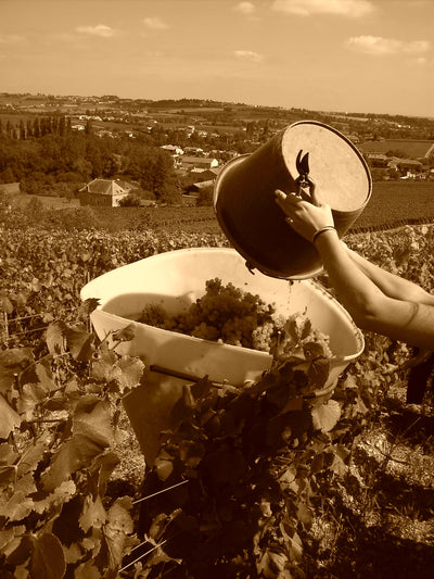 Domaine de la Croix Senaillet