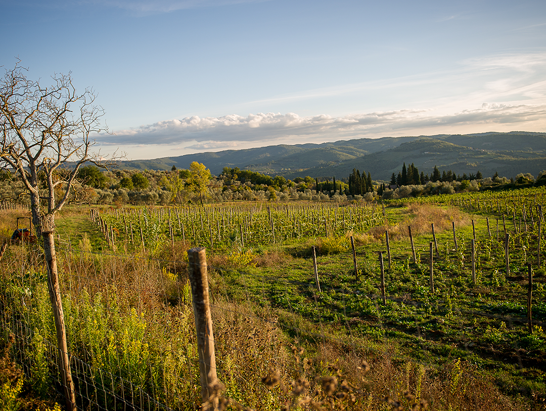 PANZANO TERROIR