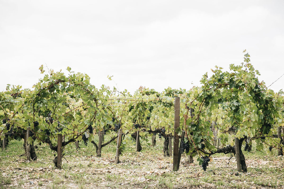 PAUILLAC TERROIR