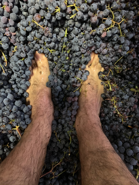 PURE VINIFICATIE