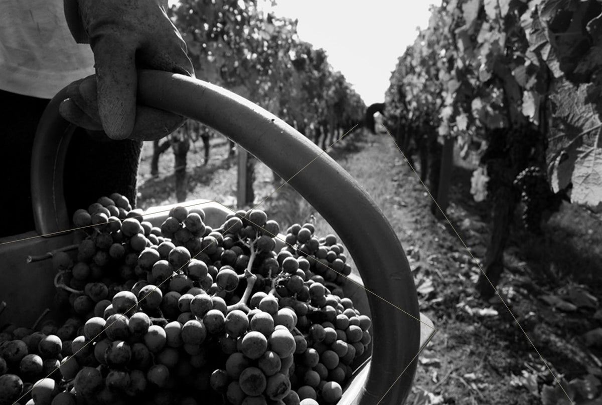 MERLOT & CABERNET FRANC