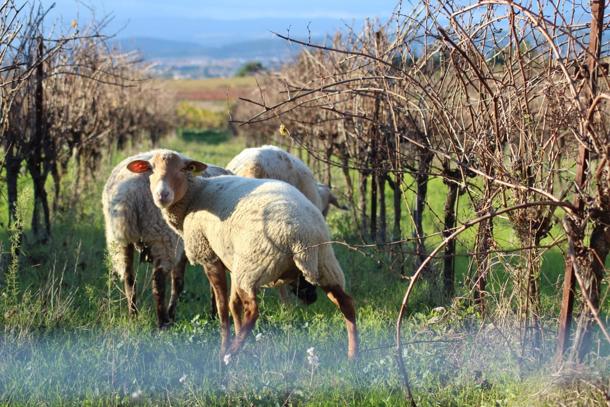 GARRIGUE