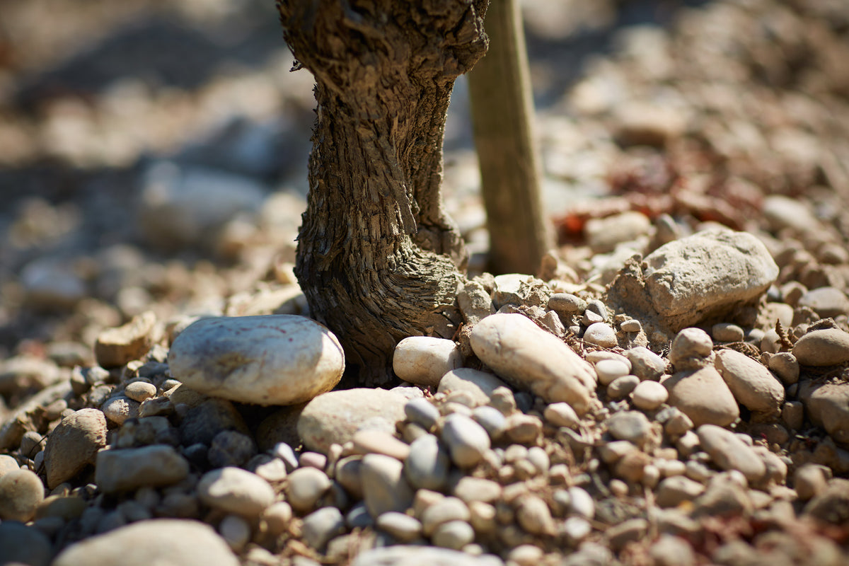 70 JAAR OUDE SYRAH STOKKEN