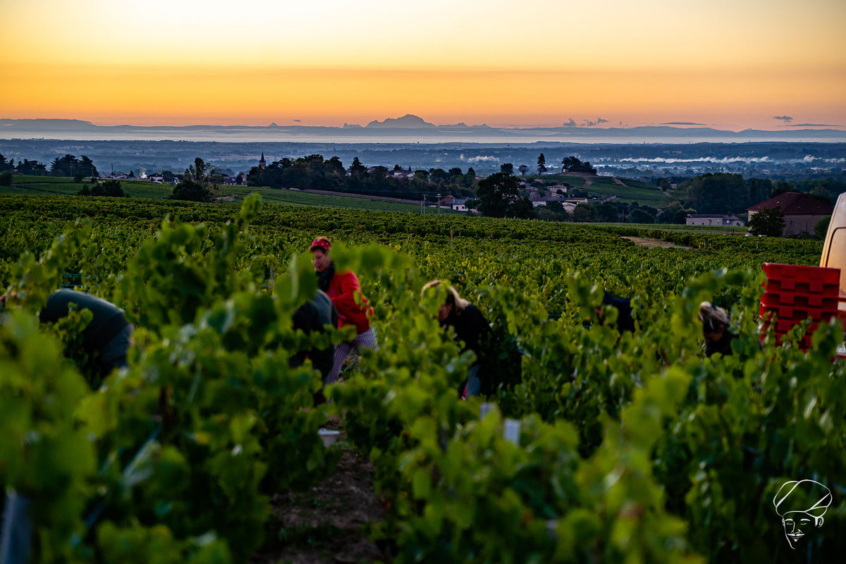 GAMAY IN ZIJN PUURSTE VORM