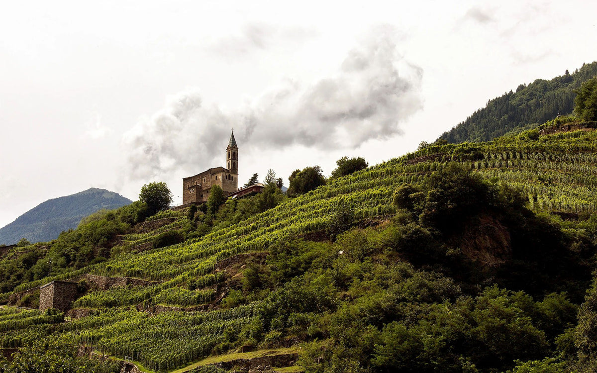 NEBBIOLO VAN DE ALPEN