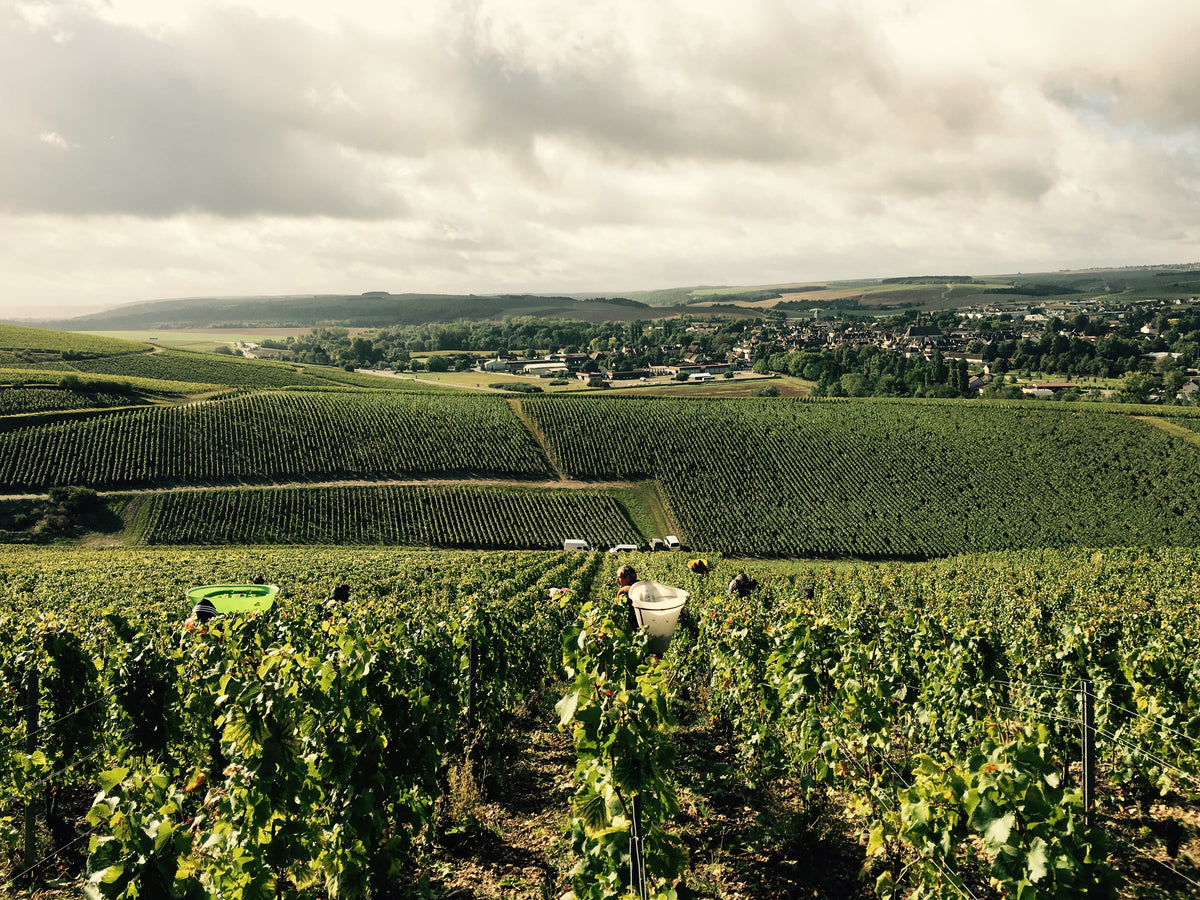 GRAND CRU MOZAÏEK