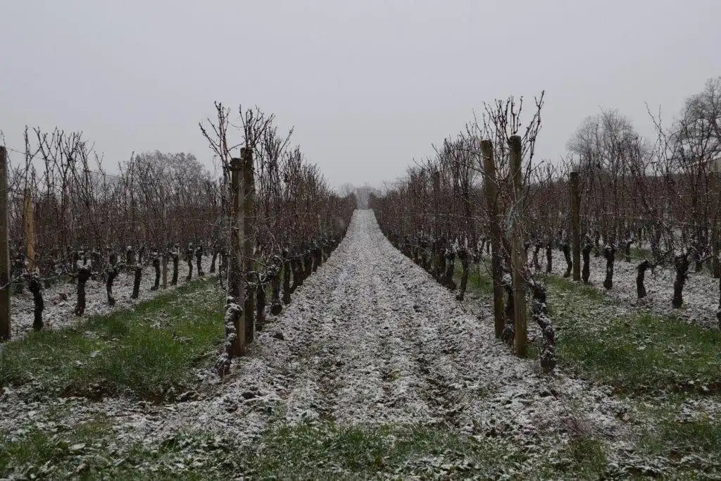 MERLOT & CABERNET FRANC
